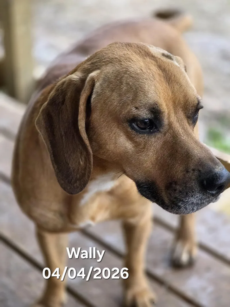 Wally thumbnail 3