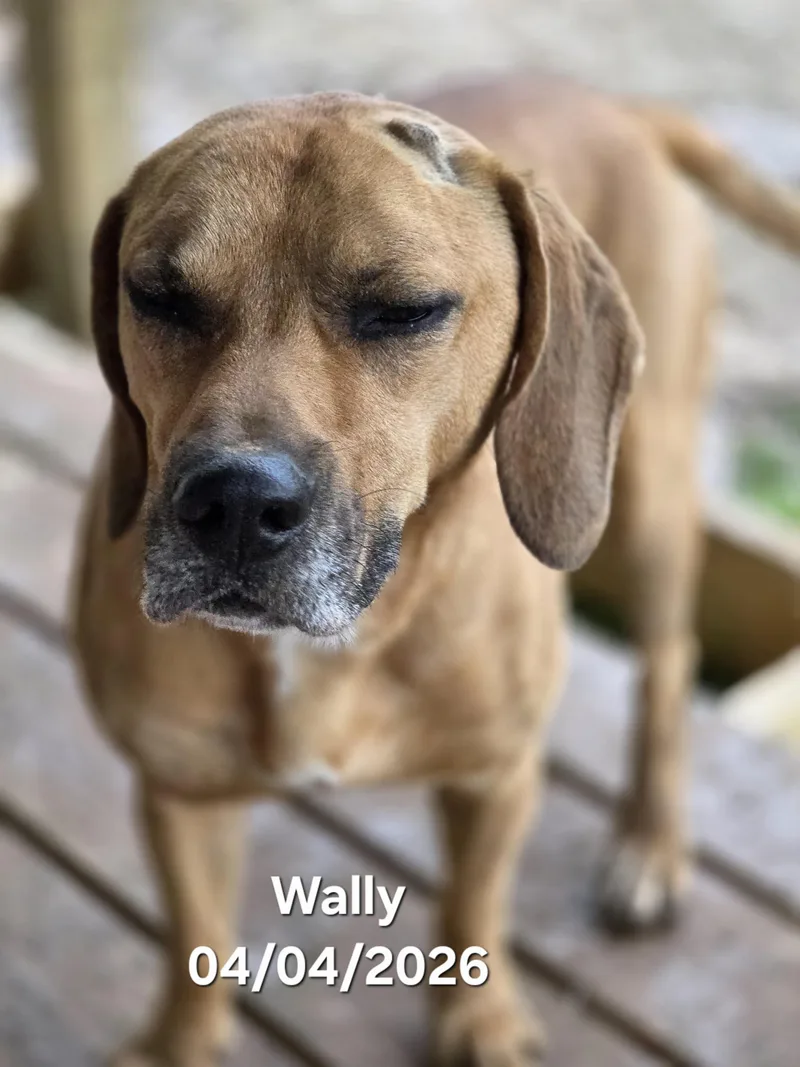 Wally thumbnail 4