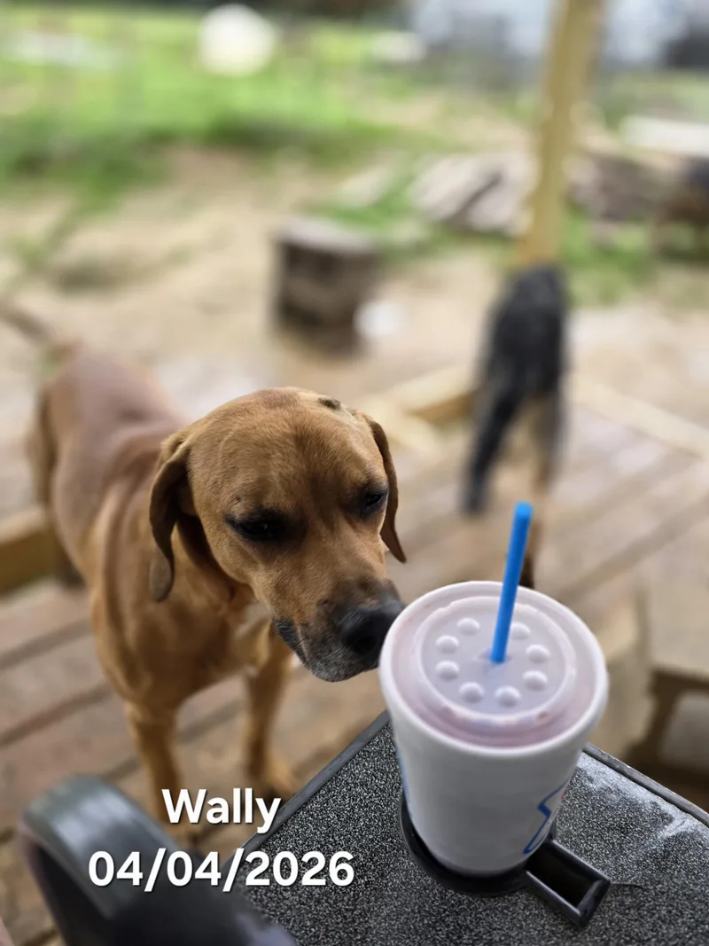 Wally thumbnail 6