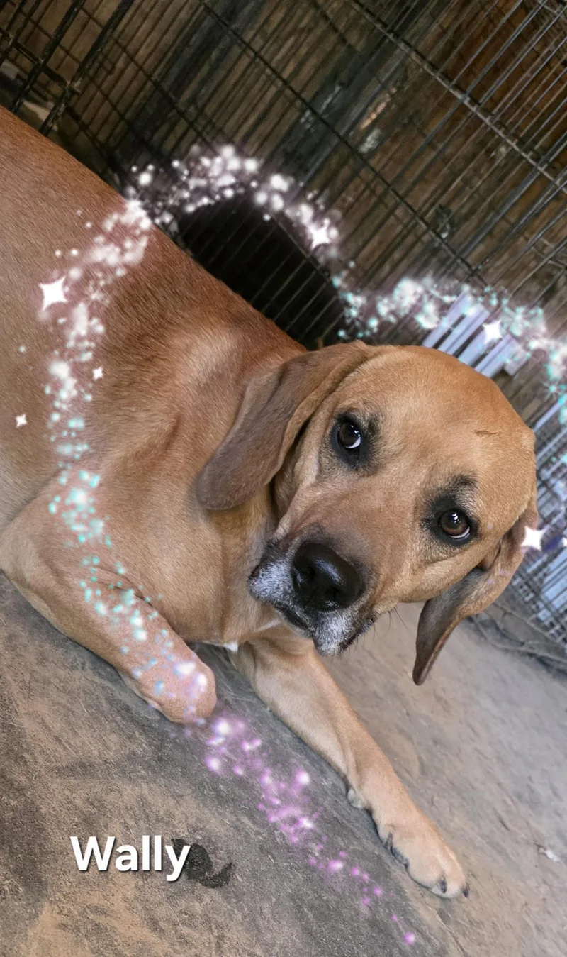 An adult medium-sized male Red / Chestnut / Orange Beagle dog named Wally for adoption in Warren, RI