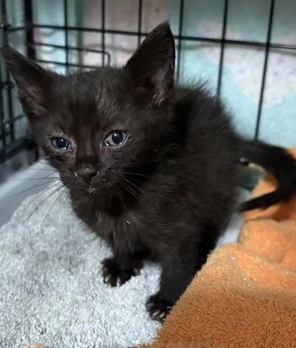 A baby small-sized male Domestic Short Hair cat named Stormy for adoption in Paducah, KY