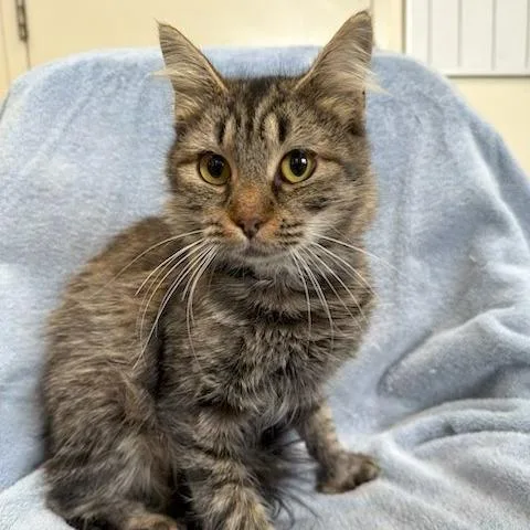 A young medium-sized female Brown / Chocolate Extra-Toes Cat / Hemingway Polydactyl cat named Gretel for adoption in Hawthorne, CA