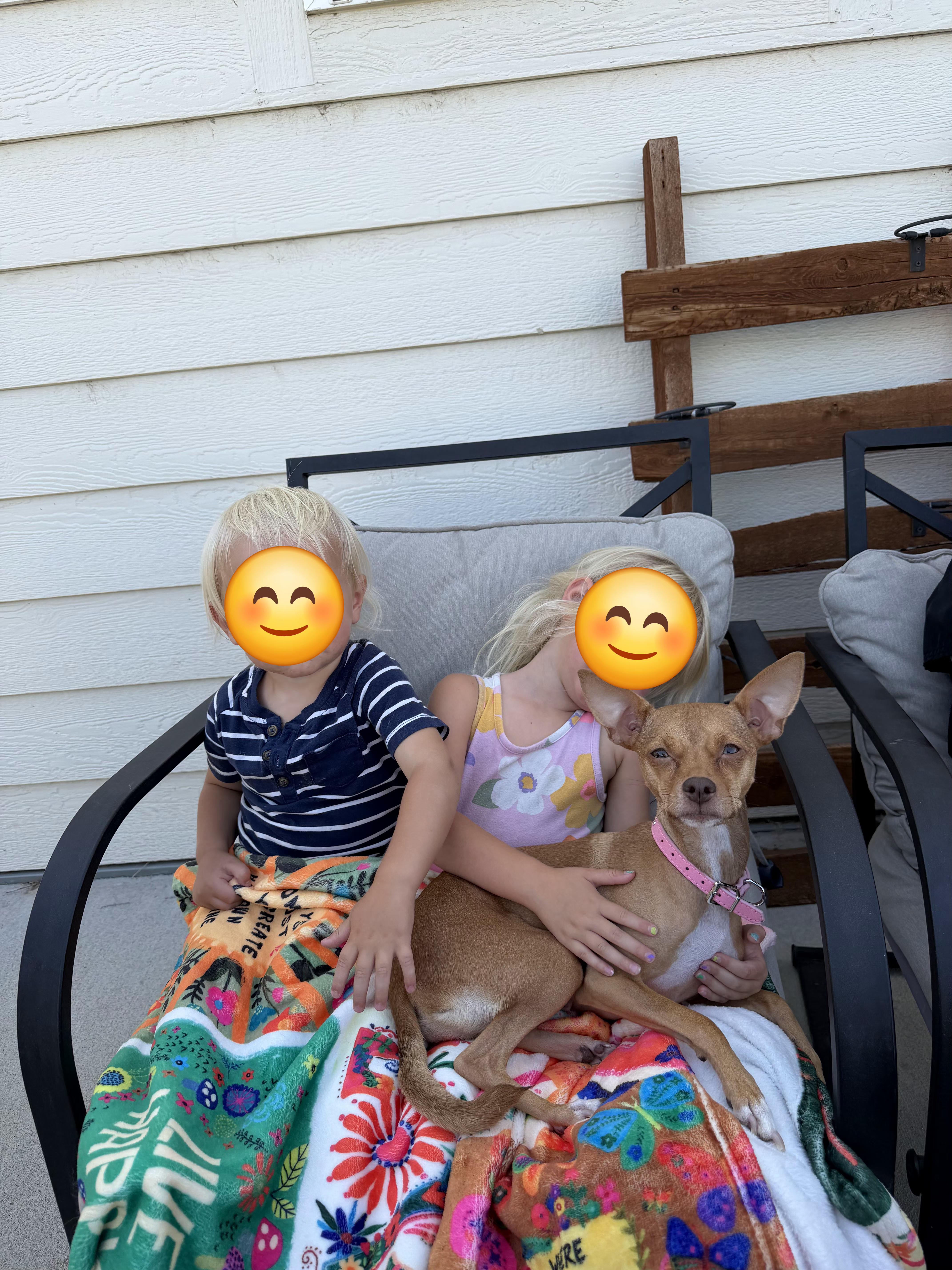An adult small-sized female Apricot / Beige Chihuahua dog named Coco for adoption in Carr, CO