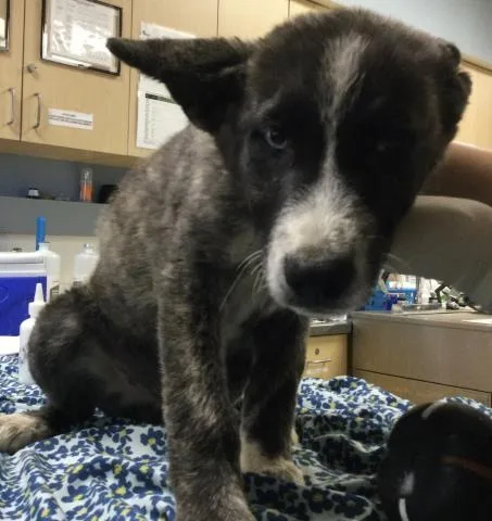 A baby small-sized male Siberian Husky dog named Chorizo for adoption in Riverside, CA