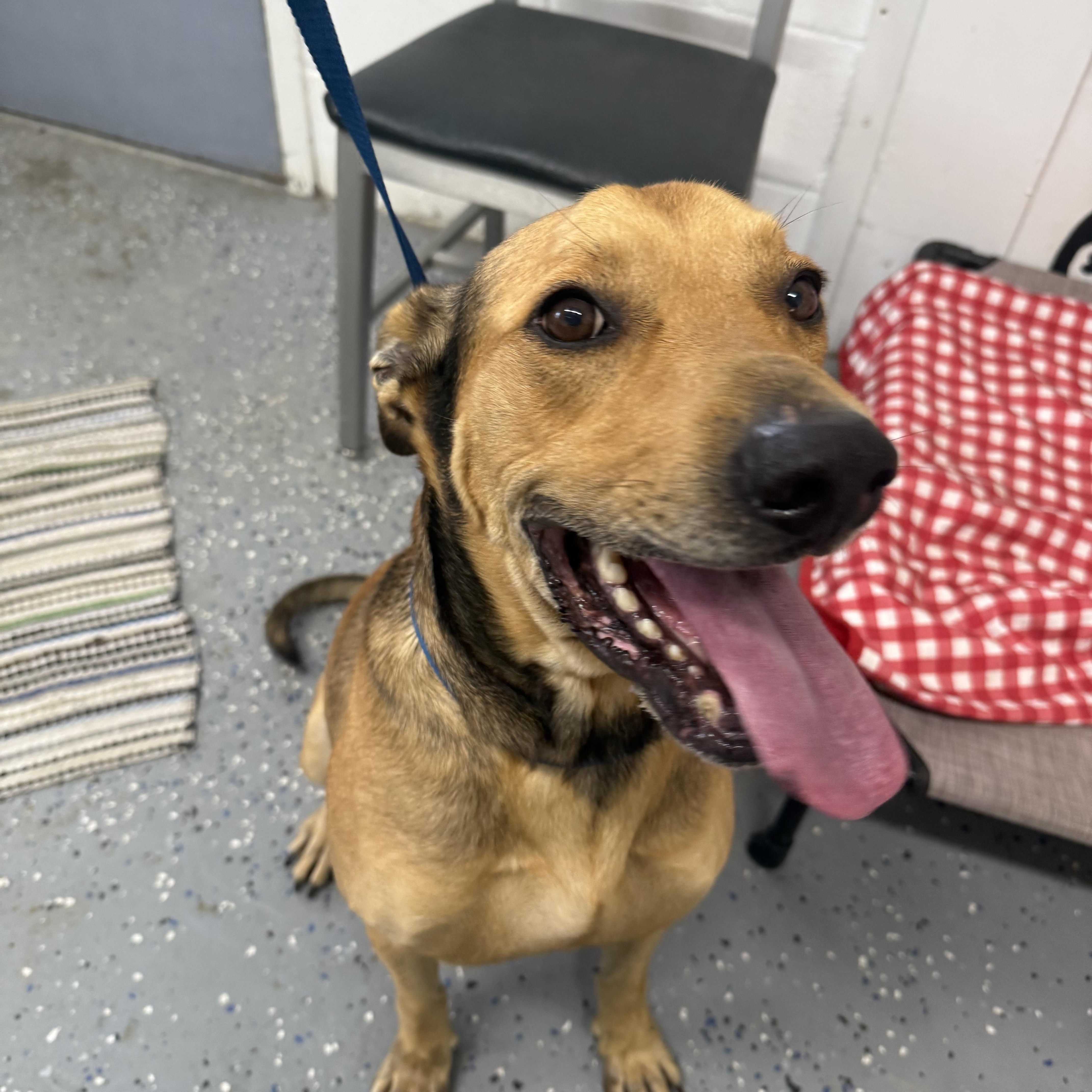 Chestnut thumbnail 2