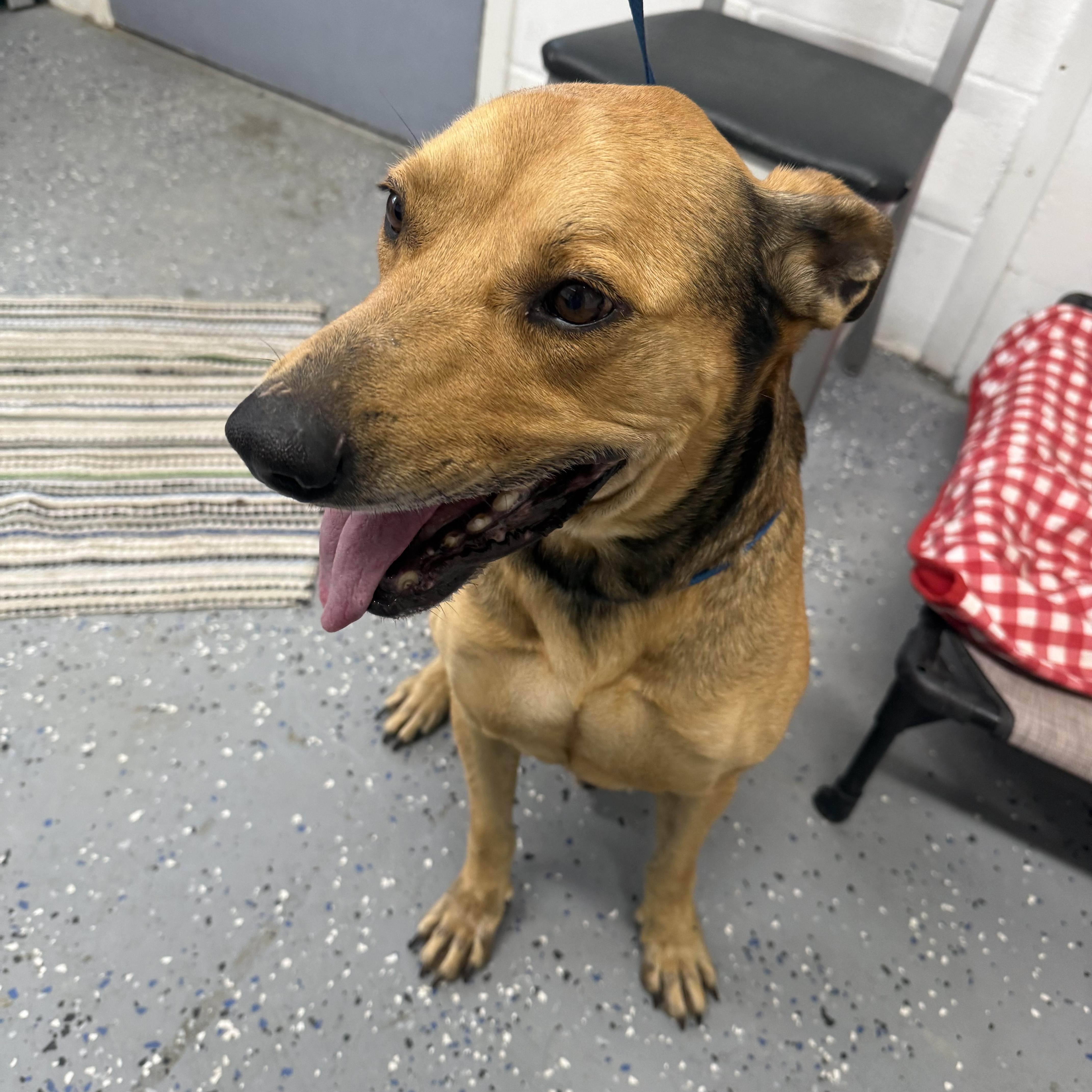 Chestnut thumbnail 3