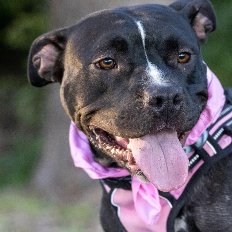 A young medium-sized female Black Pit Bull Terrier dog named Cheer for adoption in Detroit, MI