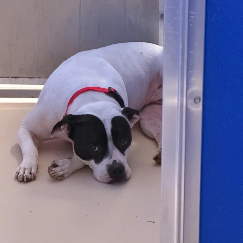 An adult medium-sized female White / Cream Pit Bull Terrier dog named Ruth for adoption in Philadelphia, PA