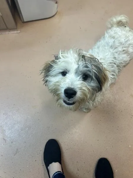 A young small-sized male Shih Tzu dog named Beethoven for adoption in Kennewick, WA