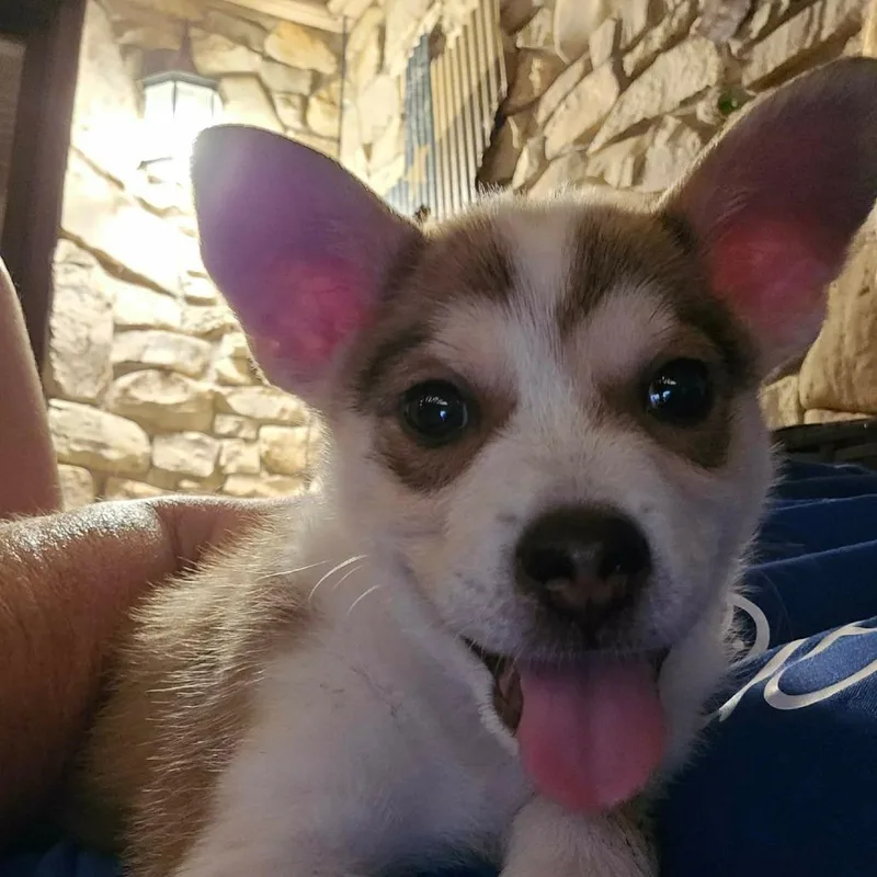 A baby medium-sized female White / Cream Husky dog named Fizz JB for adoption in Austin, TX