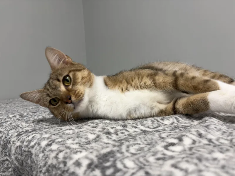 An adult medium-sized female Tabby (Brown / Chocolate) Domestic Short Hair cat named Monica for adoption in Frankfort, IN
