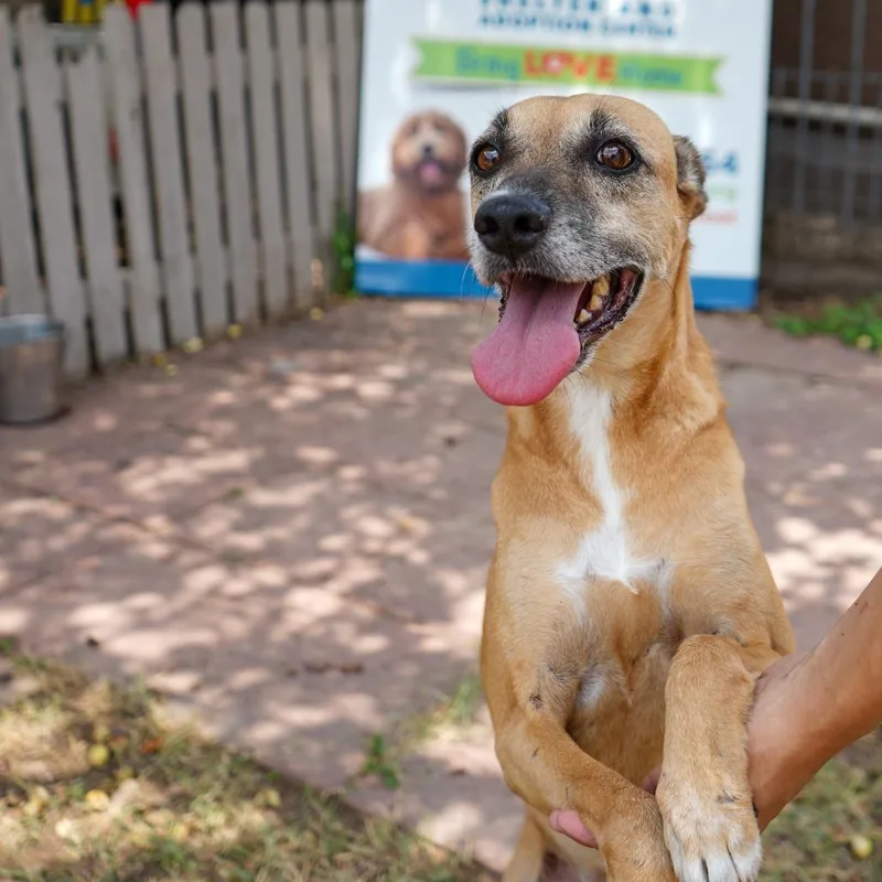 A senior medium-sized female Shepherd dog named Foxy for adoption in Laredo, TX