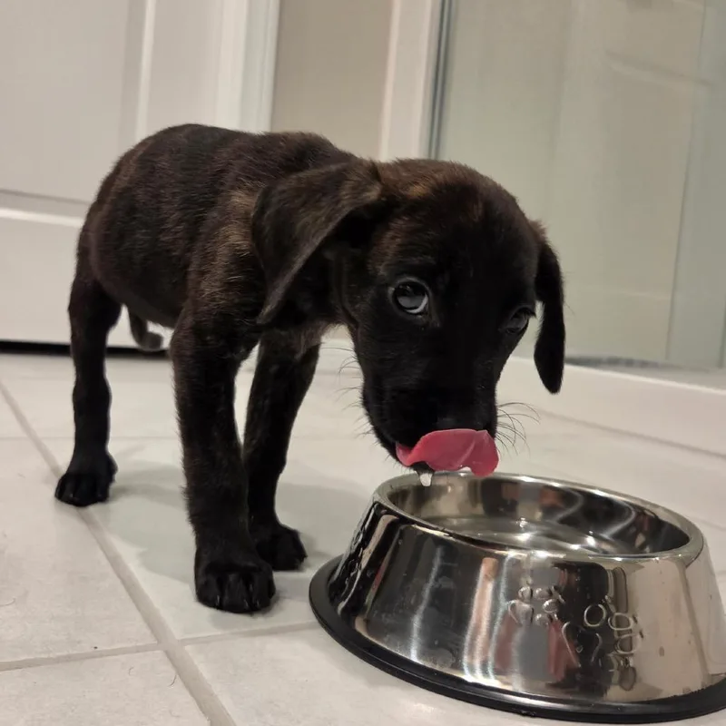 A baby small-sized female Cane Corso dog named Corso Retriever for adoption in Las Vegas, NV