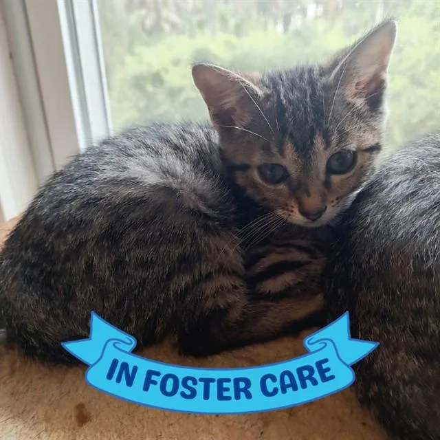 A baby small-sized female Domestic Short Hair cat named Shane for adoption in Tallahassee, FL