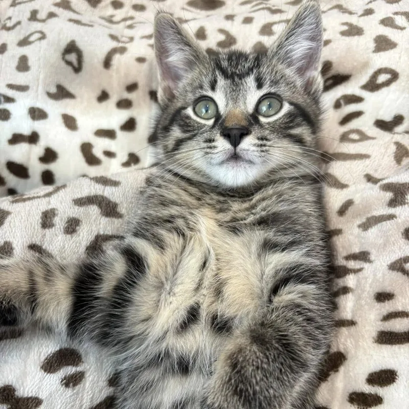 A baby small-sized male Brown / Chocolate Domestic Short Hair cat named Timmy for adoption in Reisterstown, MD