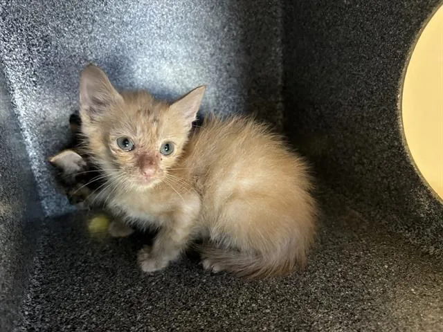 A baby small-sized male Domestic Short Hair cat named Joey for adoption in Grand Prairie, TX