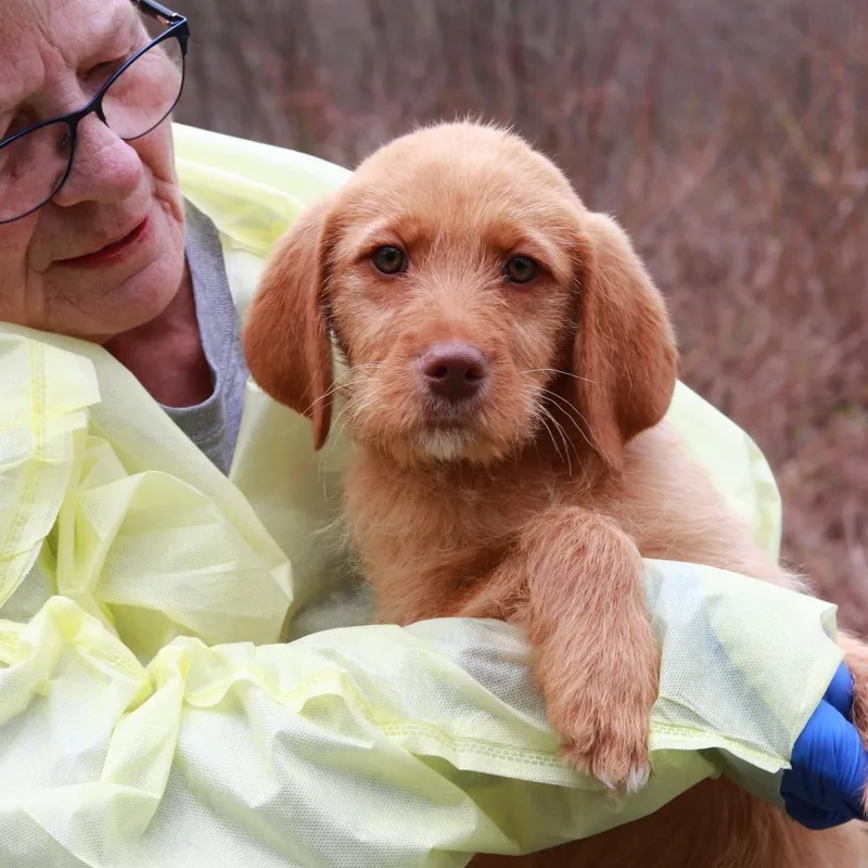 A baby medium-sized male Red / Chestnut / Orange Labrador Retriever dog named Ct Rome for adoption in Stormville, NY