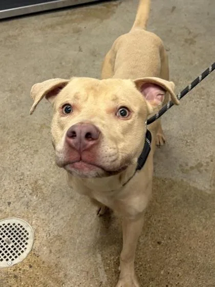 A young medium-sized male Yellow / Tan / Blond / Fawn Pit Bull Terrier dog named Briar for adoption in Cleveland, OH