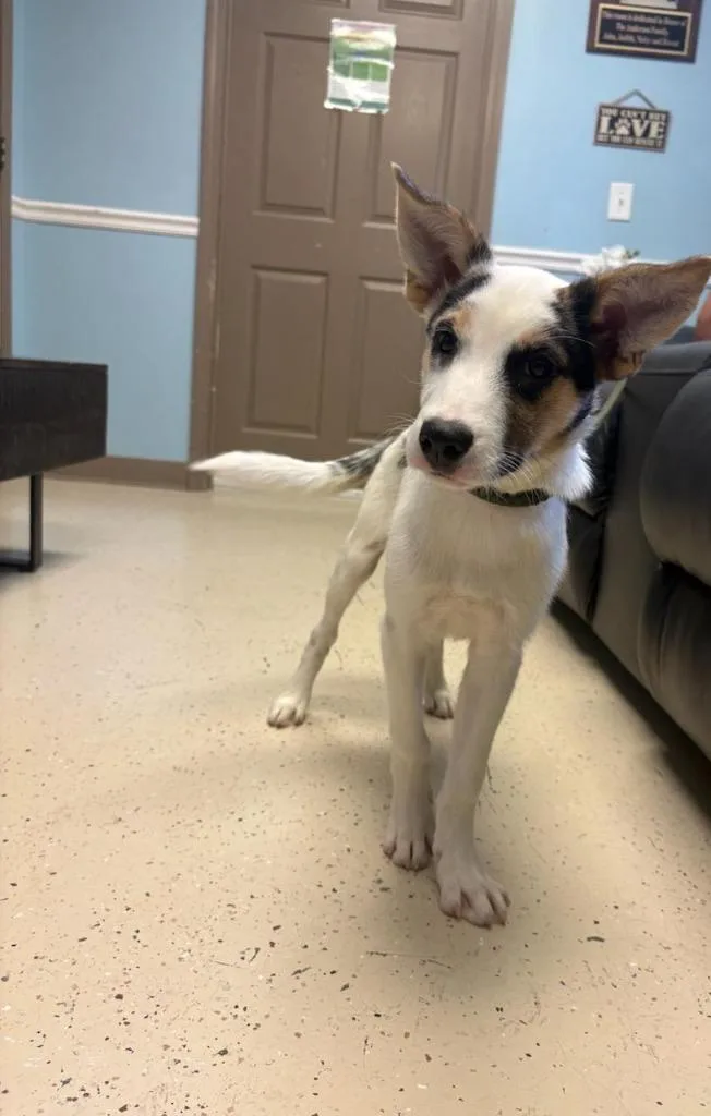 A baby large-sized female Cattle Dog dog named Sour Cream for adoption in Blountville, TN