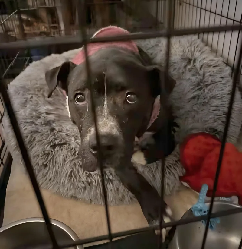 Maybelle thumbnail 2