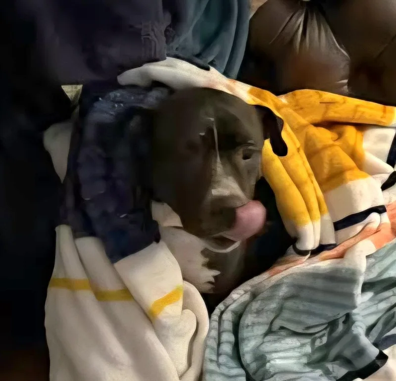 Maybelle thumbnail 3