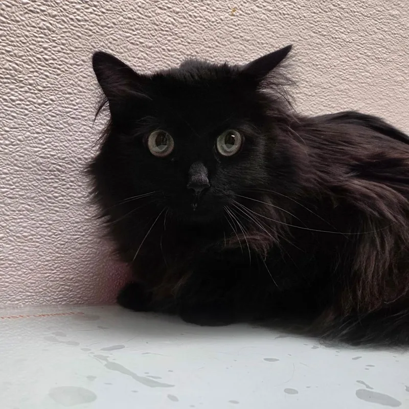 Buttercup thumbnail 2