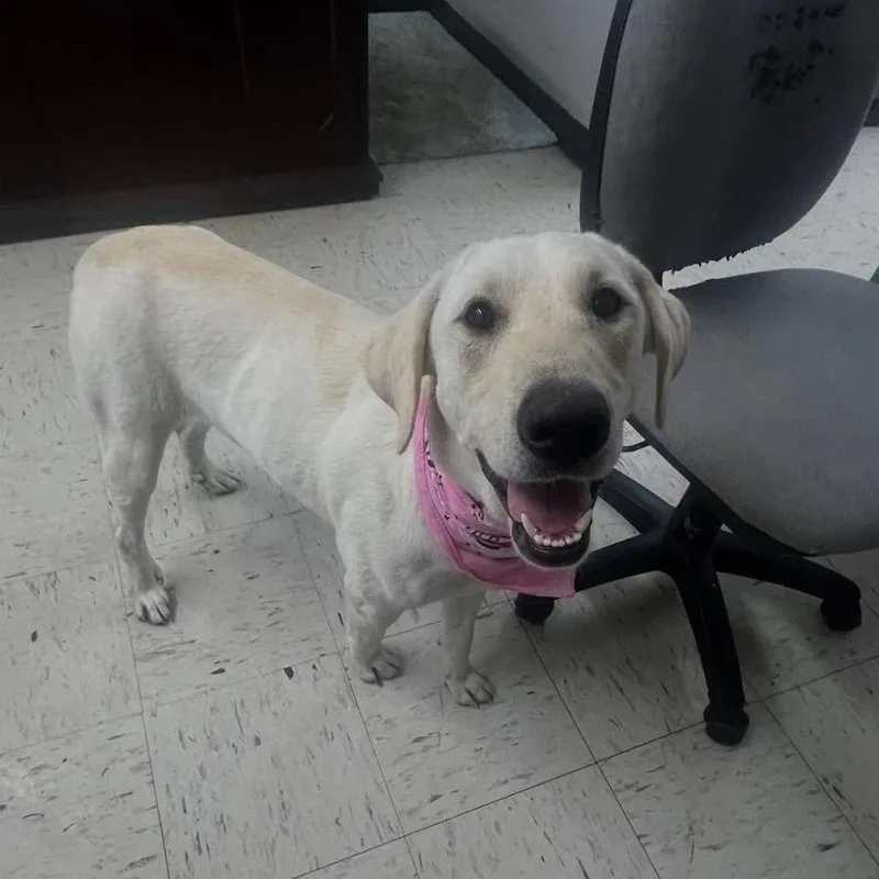 A young medium-sized female Labrador Retriever dog named Sweetie for adoption in Harrodsburg, KY