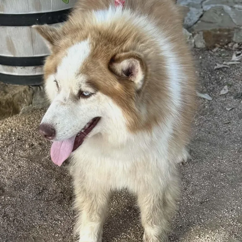 A young medium-sized female Red / Chestnut / Orange Siberian Husky dog named Phoenix for adoption in Williston, VT