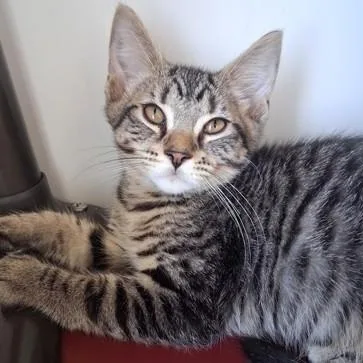 A young small-sized male Tabby (Brown / Chocolate) Domestic Short Hair cat named Jacob for adoption in Belmont, NY