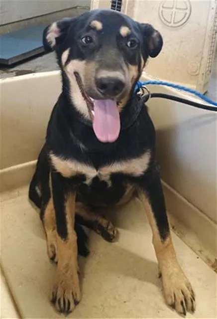 A young large-sized male German Shepherd Dog dog named Rocket for adoption in Camarillo, CA
