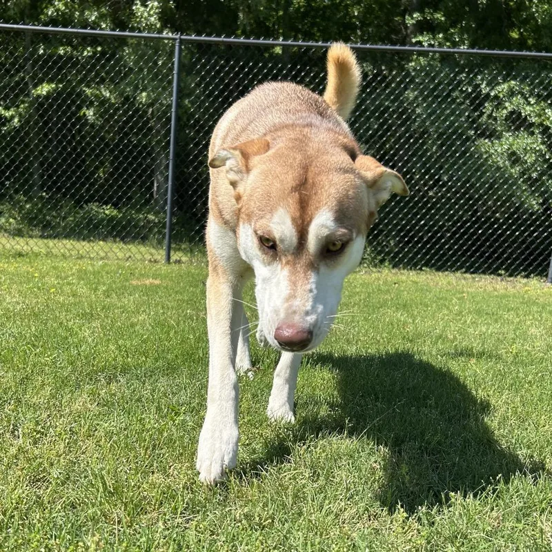 A young medium-sized female Brown / Chocolate Husky dog named Maia for adoption in Cabot, AR