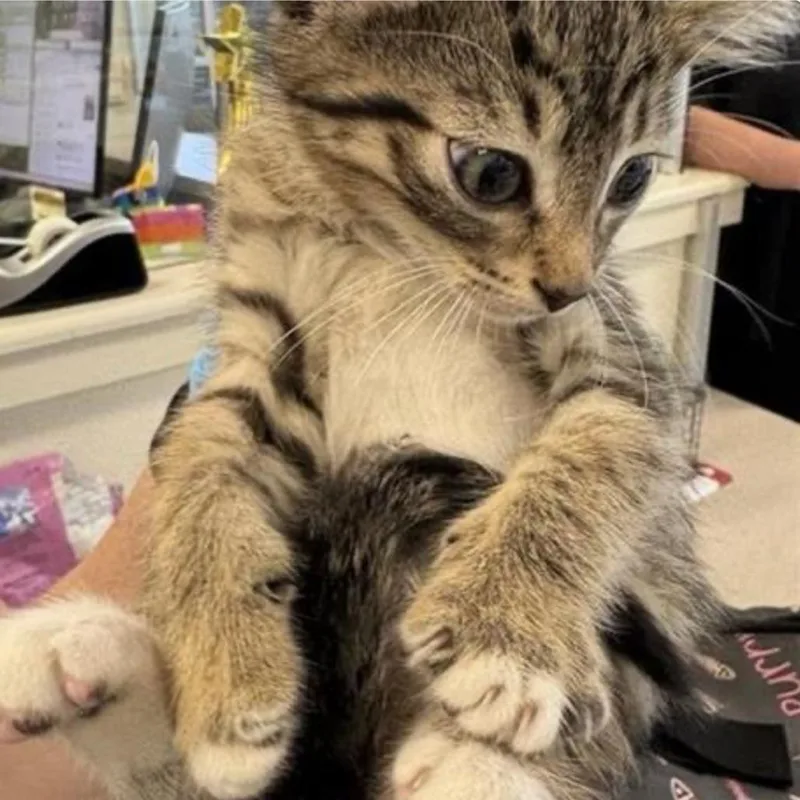 A baby small-sized female Gray / Blue / Silver Domestic Short Hair cat named Ruby for adoption in San Antonio, TX