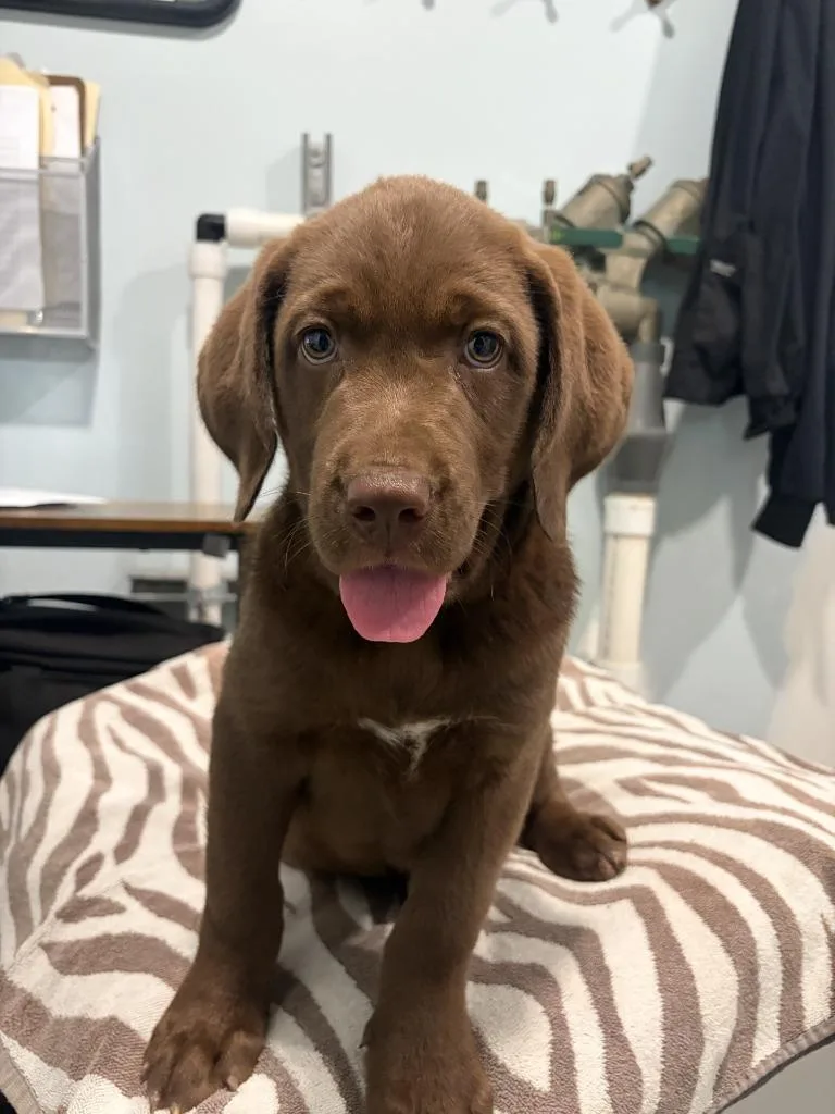 A baby medium-sized male Labrador Retriever dog named BrutusBrownie for adoption in Lawrenceburg, TN