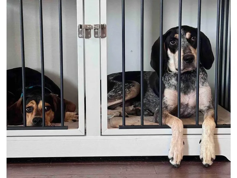 A young large-sized female Bluetick Coonhound dog named Della for adoption in Leawood, KS