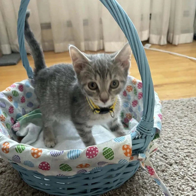 A baby small-sized female Gray / Blue / Silver Domestic Short Hair cat named Gumbo for adoption in Inwood, WV