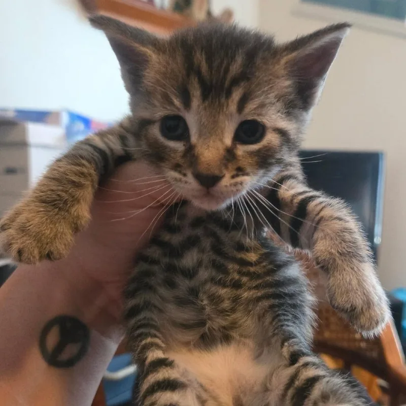 A baby small-sized male Gray / Blue / Silver American Shorthair cat named Thunder for adoption in Calimesa, CA