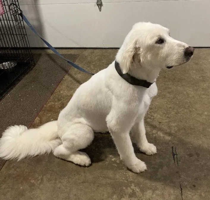 Snow Belle thumbnail 2