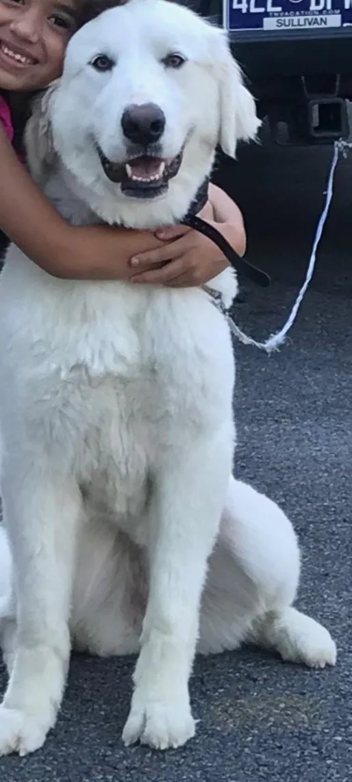 Snow Belle thumbnail 3