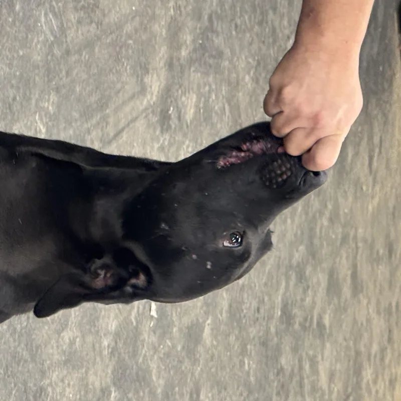 A young medium-sized male Black Labrador Retriever dog named Creed for adoption in Murray, KY