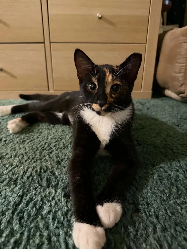 A young small-sized female Black & White / Tuxedo Domestic Short Hair cat named Lilo for adoption in Salisbury, NC
