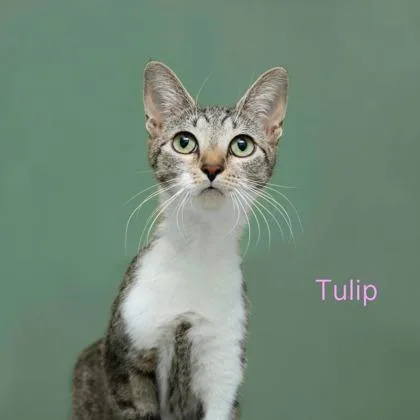 Tulip