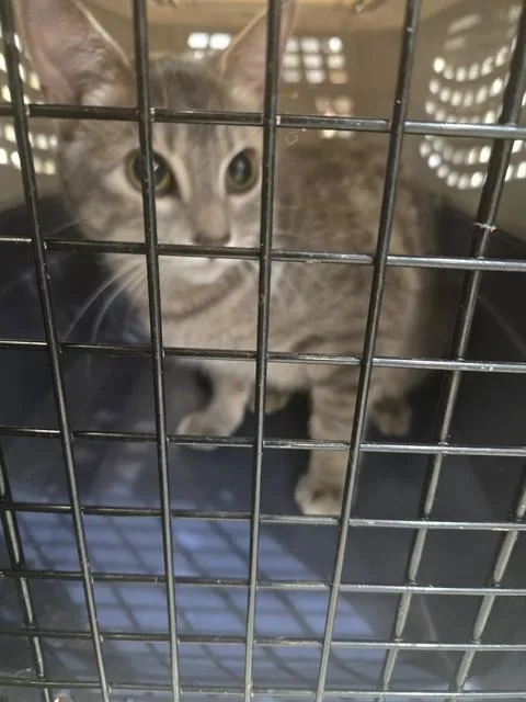 An adult medium-sized female Domestic Short Hair cat named Mochi for adoption in Casper, WY