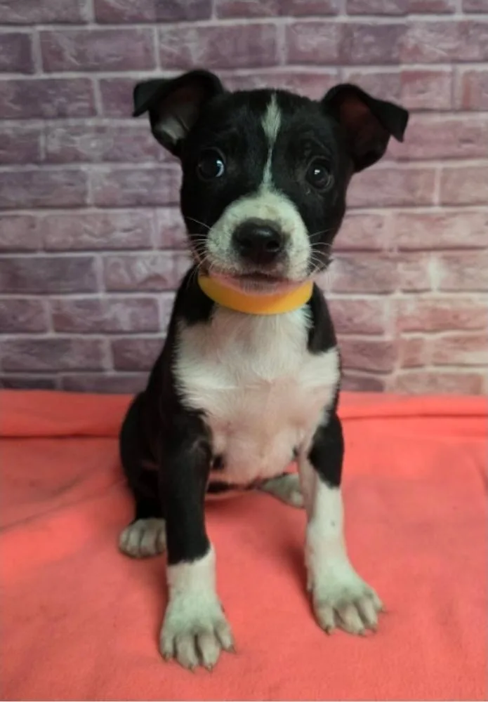 A baby large-sized female Tricolor (Brown, Black, & White) Pit Bull Terrier dog named Indigo for adoption in Sedalia, CO
