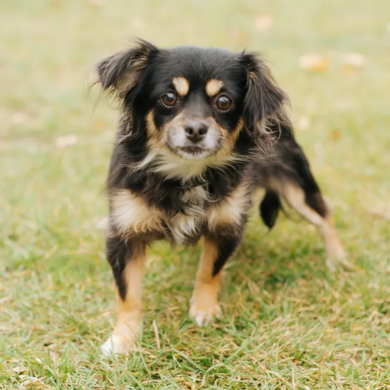 A young small-sized female Brown / Chocolate Chihuahua dog named Winston Furchill for adoption in Northbrook, IL