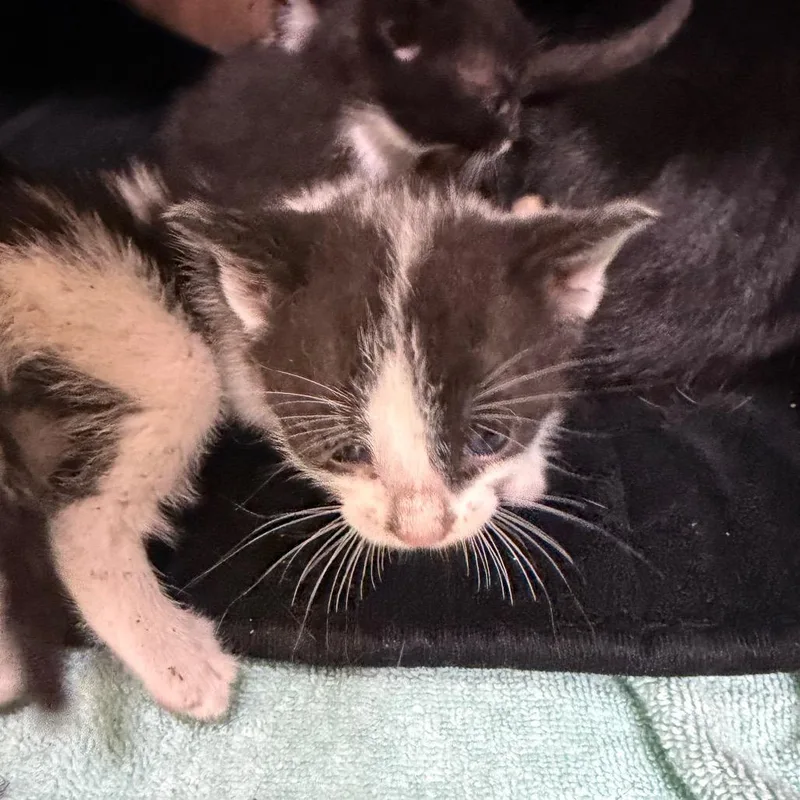 A baby small-sized female Black Domestic Short Hair cat named "Matilda" for adoption in Perkiomenville, PA