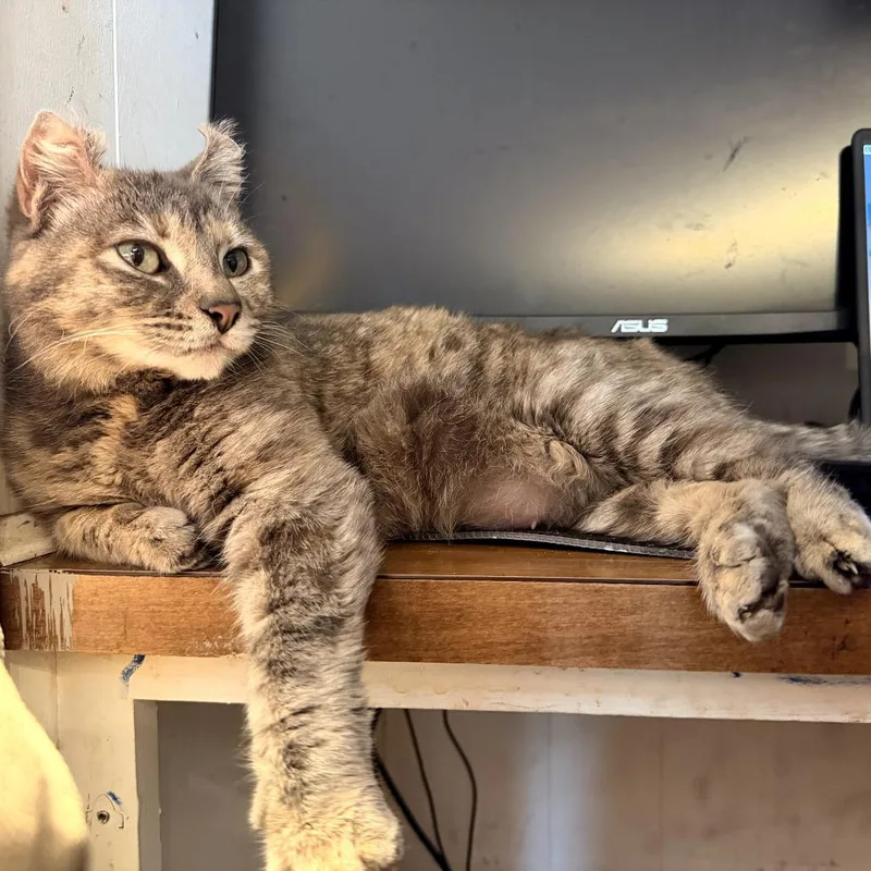 A young small-sized female Gray / Blue / Silver Domestic Short Hair cat named Macie for adoption in Coos Bay, OR