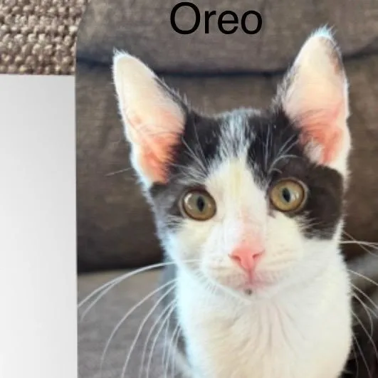 A baby medium-sized male White Domestic Short Hair cat named Oreo for adoption in Wyandotte, MI