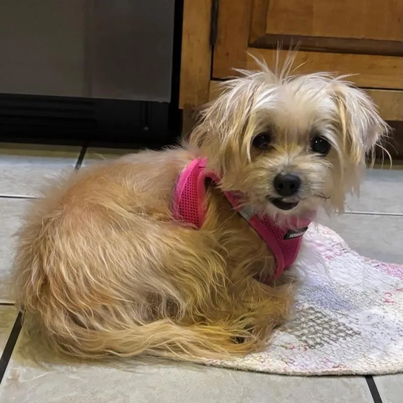 A senior small-sized female Yorkshire Terrier dog named Sweet Tea for adoption in Philadelphia, PA