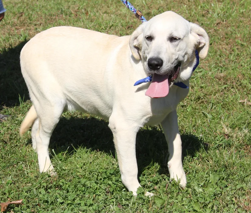 A baby large-sized male White / Cream Yellow Labrador Retriever dog named TiTi for adoption in Marietta, OH