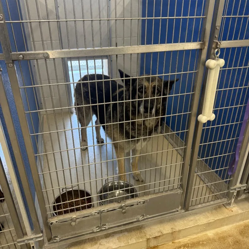 An adult large-sized female Sable German Shepherd Dog dog named Kira for adoption in Shelbyville, IL